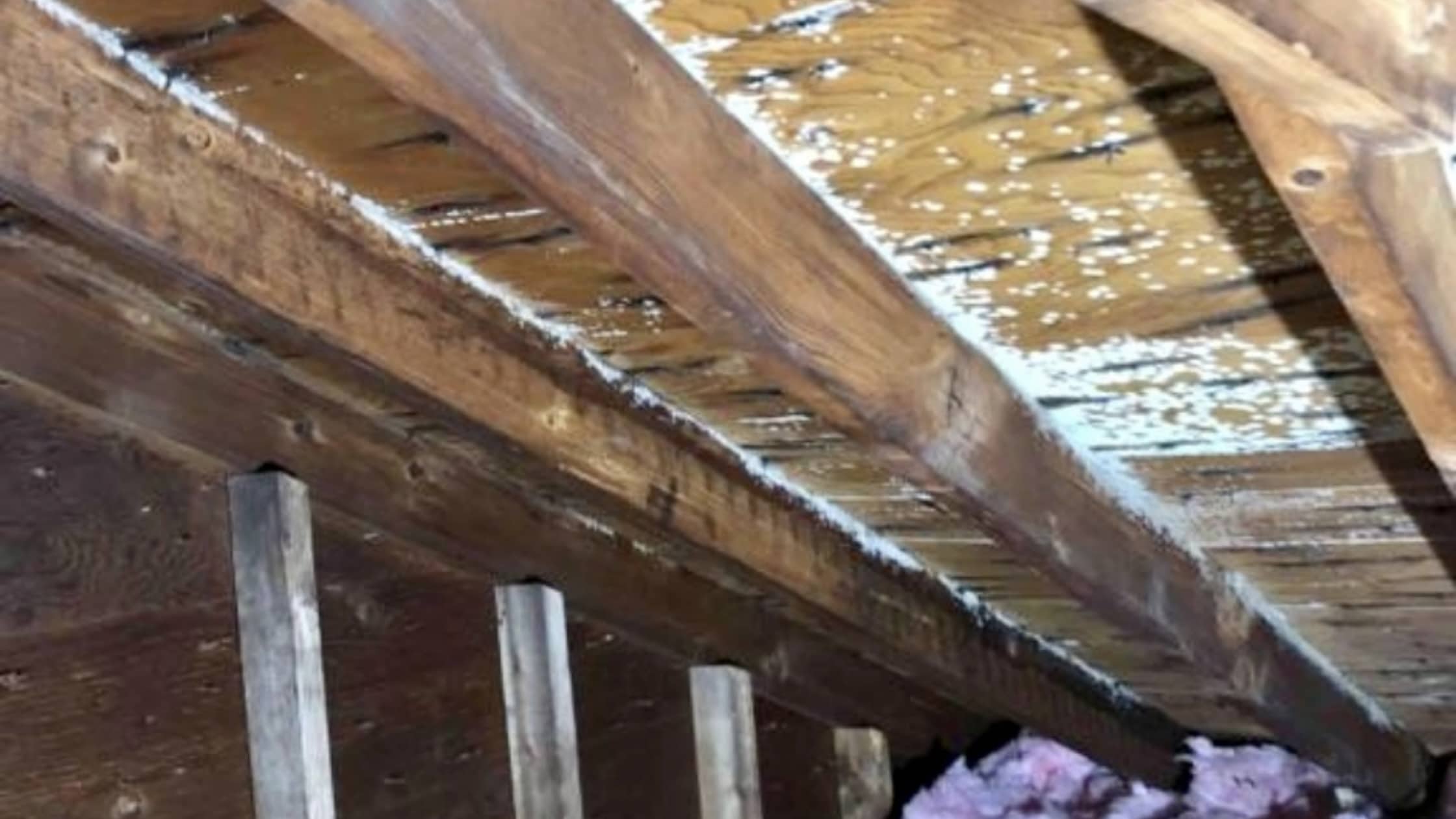 attic mold