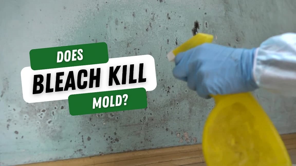 Blog banner with title Does Bleach Kill Mold?