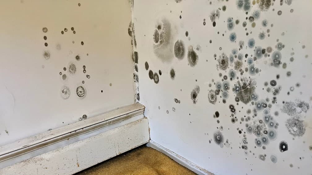 Mold on the walls