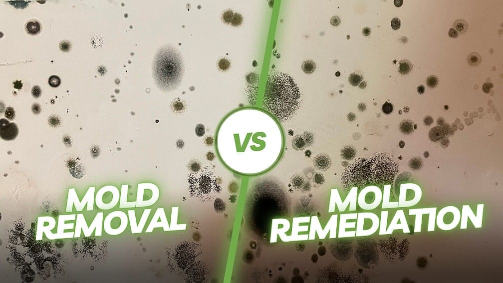 mold removal vs. mold-remediation